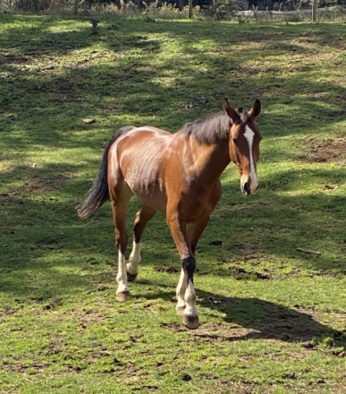 HorseID: 2310283 Sweetie Pie - PhotoID: 1095046