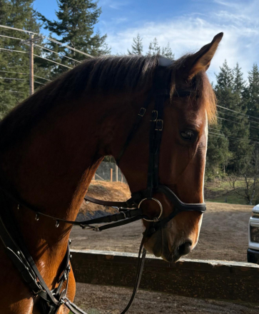 HorseID: 2310283 Sweetie Pie - PhotoID: 1095047