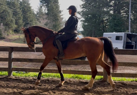 HorseID: 2310283 Sweetie Pie - PhotoID: 1095048