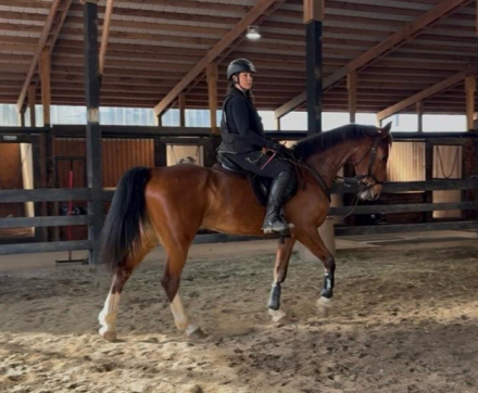 HorseID: 2310283 Sweetie Pie - PhotoID: 1095049