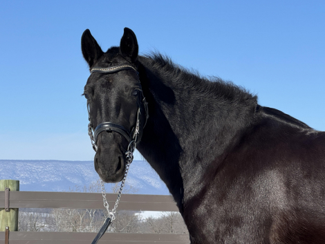 HorseID: 2310286 Onyx - PhotoID: 1094938