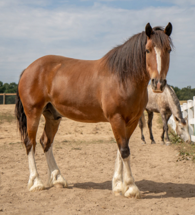 HorseID: 2310288 Seamus O'Dale - PhotoID: 1094936