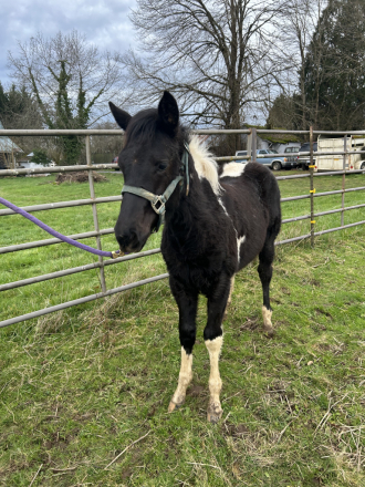 HorseID: 2310291 REBBECCA ELIGIBLE FOR APHA REGISTRATION - PhotoID: 1094939