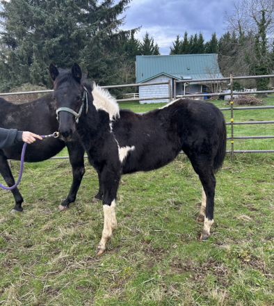 HorseID: 2310291 REBBECCA ELIGIBLE FOR APHA REGISTRATION - PhotoID: 1094940