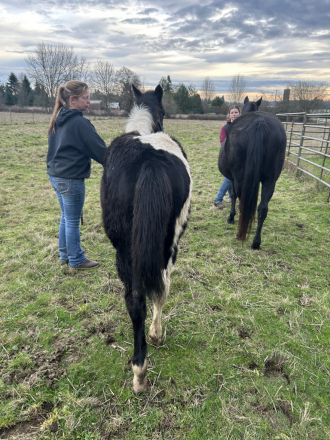 HorseID: 2310291 REBBECCA ELIGIBLE FOR APHA REGISTRATION - PhotoID: 1094941