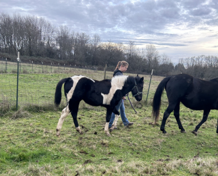 HorseID: 2310291 REBBECCA ELIGIBLE FOR APHA REGISTRATION - PhotoID: 1094943