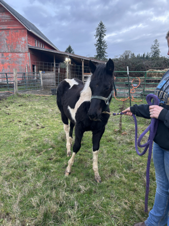 HorseID: 2310291 REBBECCA ELIGIBLE FOR APHA REGISTRATION - PhotoID: 1094944