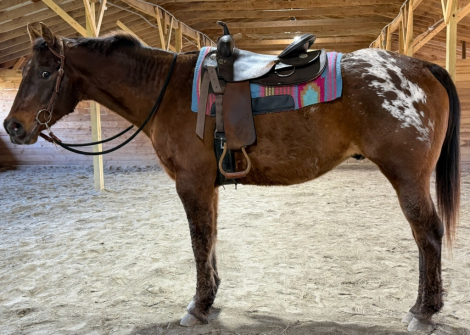 HorseID: 2310293 Lakota - PhotoID: 1094945