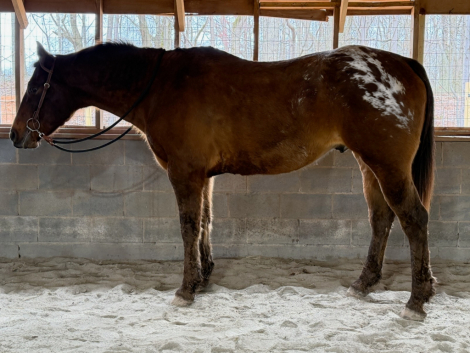 HorseID: 2310293 Lakota - PhotoID: 1094946