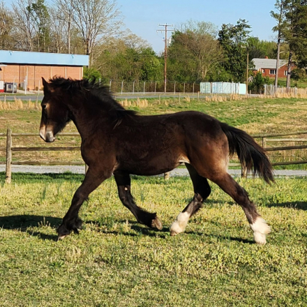 HorseID: 2310294 Sugarbush Smokeshow - PhotoID: 1094947