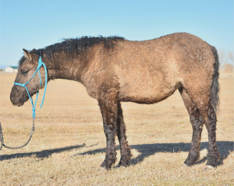 HorseID: 2310295 ASHLEY - PhotoID: 1094949