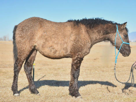 HorseID: 2310295 ASHLEY - PhotoID: 1094950