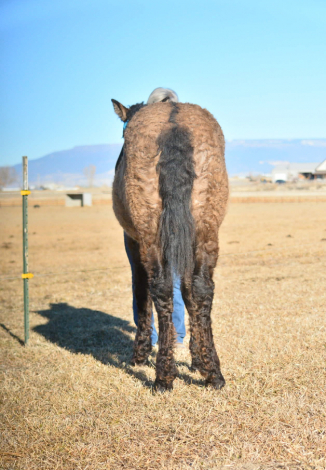 HorseID: 2310295 ASHLEY - PhotoID: 1094951