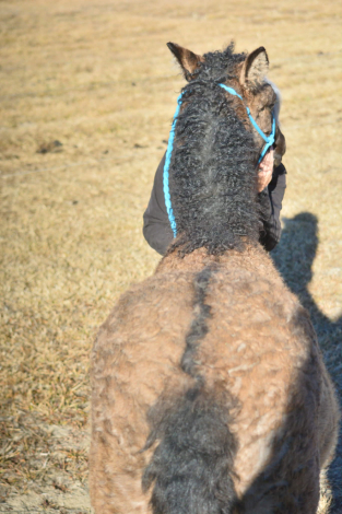 HorseID: 2310295 ASHLEY - PhotoID: 1094952