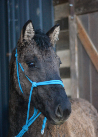 HorseID: 2310295 ASHLEY - PhotoID: 1094953