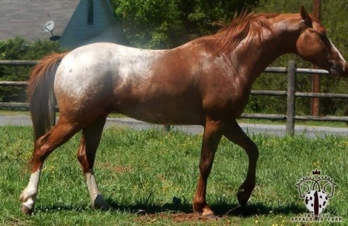 HorseID: 2310297 R Secrets R Gold Dun - PhotoID: 1094954
