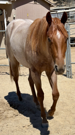 HorseID: 2310306 Just Fancy Flying - PhotoID: 1094935