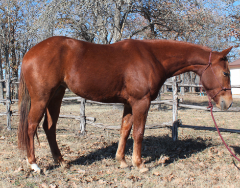 HorseID: 2310309 Rocking R Daisy Dunit - PhotoID: 1094955