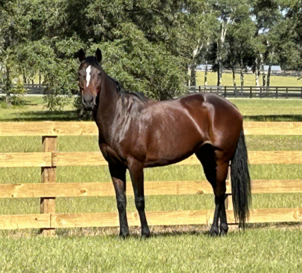 HorseID: 2310319 Evening Rose - PhotoID: 1094957