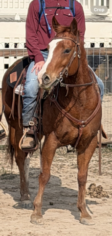 HorseID: 2310320 Indian Nation Cutter - PhotoID: 1094958