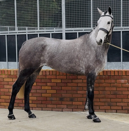 HorseID: 2310321 Lakeview Ivy Thyme - PhotoID: 1094959