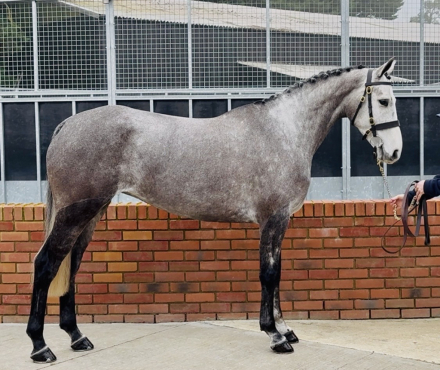 HorseID: 2310321 Lakeview Ivy Thyme - PhotoID: 1094960