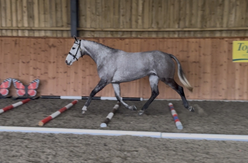 HorseID: 2310321 Lakeview Ivy Thyme - PhotoID: 1094961