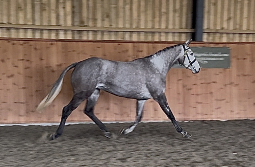 HorseID: 2310321 Lakeview Ivy Thyme - PhotoID: 1094962