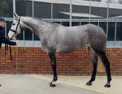 HorseID: 2310321 Lakeview Ivy Thyme - PhotoID: 1094963