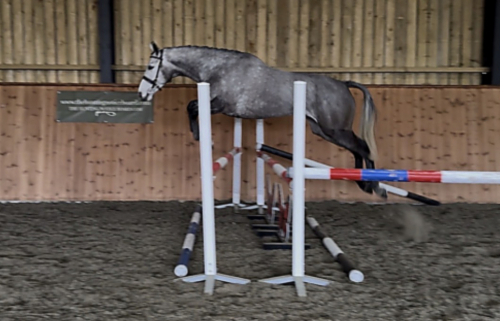 HorseID: 2310321 Lakeview Ivy Thyme - PhotoID: 1094964