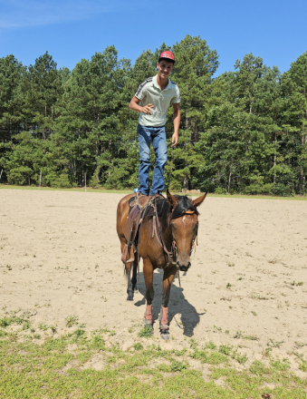 HorseID: 2310322 Shesa Southern Kat - PhotoID: 1094965