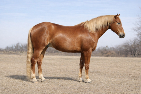 HorseID: 2310326 Duke - PhotoID: 1094966