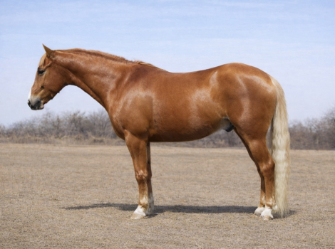 HorseID: 2310326 Duke - PhotoID: 1094967