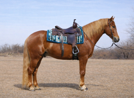 HorseID: 2310326 Duke - PhotoID: 1094968