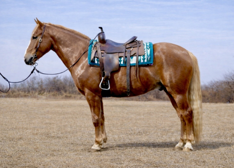 HorseID: 2310326 Duke - PhotoID: 1094969