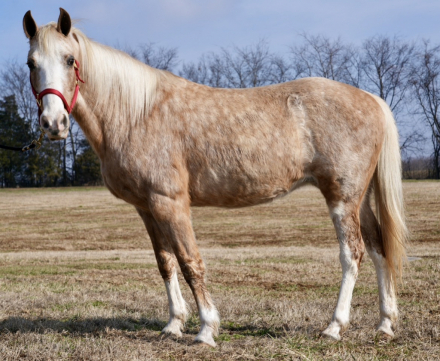 HorseID: 2310327 Goldie - PhotoID: 1094972