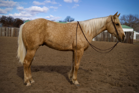 HorseID: 2310330 Irish On Ice - PhotoID: 1094977