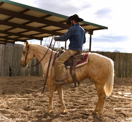 HorseID: 2310330 Irish On Ice - PhotoID: 1094978