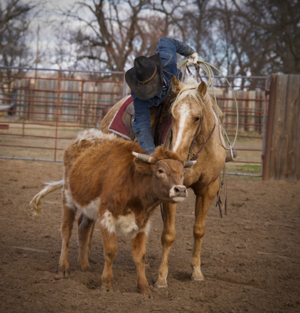 HorseID: 2310330 Irish On Ice - PhotoID: 1094979