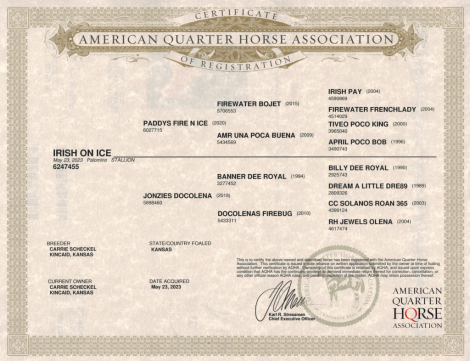 HorseID: 2310330 Irish On Ice - PhotoID: 1094980