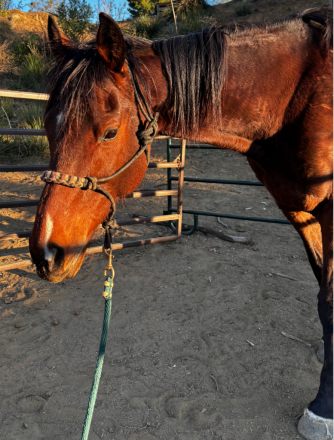 HorseID: 2310337 KOOL QUEEN - PhotoID: 1094985