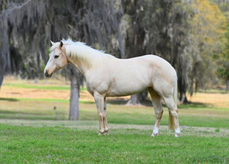 HorseID: 2310342 Lucy Lemons - PhotoID: 1094989