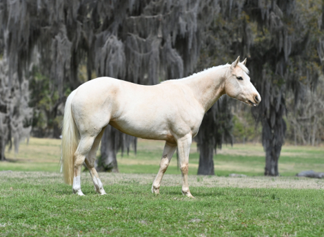 HorseID: 2310342 Lucy Lemons - PhotoID: 1094990