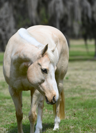 HorseID: 2310342 Lucy Lemons - PhotoID: 1094991