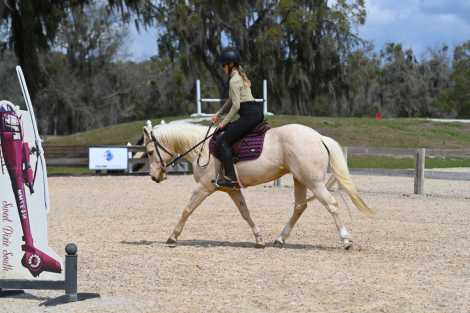 HorseID: 2310342 Lucy Lemons - PhotoID: 1094992