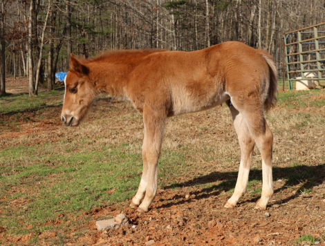 HorseID: 2310343 2026 Ranch Horse Bred Weanlings - PhotoID: 1094993