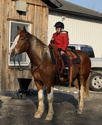 HorseID: 2310356 Roman - PhotoID: 1094995