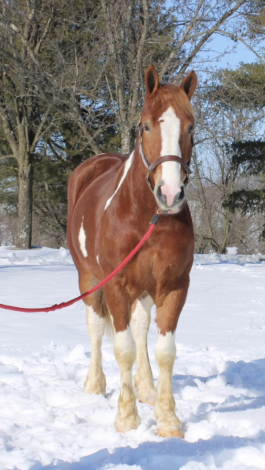 HorseID: 2310356 Roman - PhotoID: 1094996