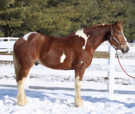 HorseID: 2310356 Roman - PhotoID: 1094997