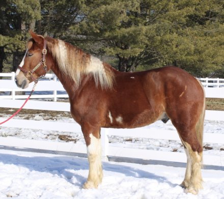 HorseID: 2310356 Roman - PhotoID: 1094998